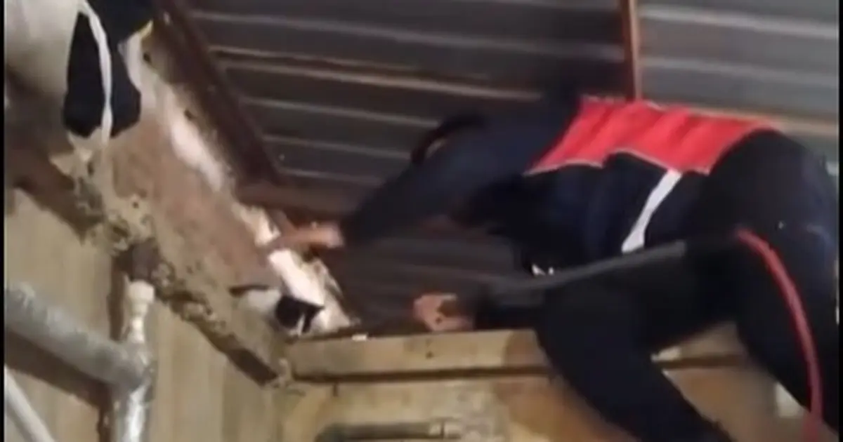 Armutlu’da yavru kedi, atık su kuyusuna düştü!