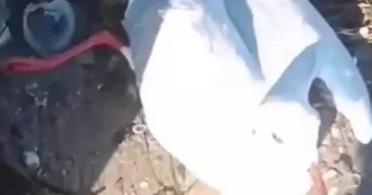 Altınova’da oltaya balık yerine martı takıldı
