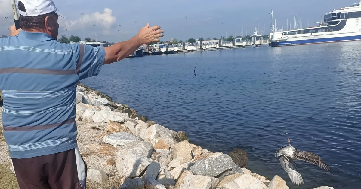 Aç gözlü martı oltaya takıldı Yalova Haberleri