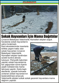 Sokak-Hayvanları-İçin-Mama-Dağıttılar