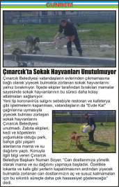 Çınarcık’ta-Sokak-Hayvanları-Unutulmuyor