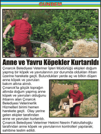 Anne-ve-Yavru-Köpekler-Kurtarıldı