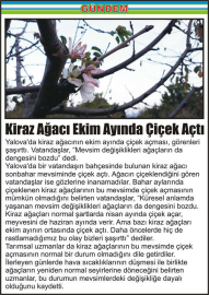 Kiraz-Ağacı-Ekim-Ayında-Çiçek-Açtı