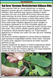 ‘Gal-Arısı’-Kestane-Üreticilerinin-Kâbusu-Oldu