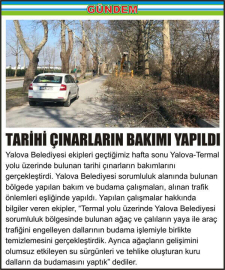 TARİHİ_ÇINARLARIN_BAKIMI_YAPILDI