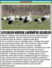 LEYLEKLER-HERSEK-LAGÜNÜ’NE-GELDİLER