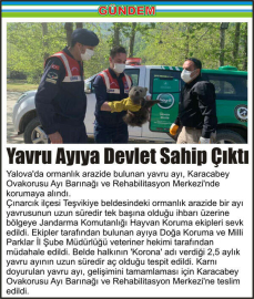 Yavru_Ayıya_Devlet_Sahip_Çıktı
