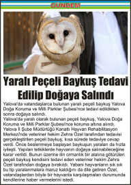 Yaralı-Peçeli-Baykuş-Tedavi-Edilip-Doğaya-Salındı