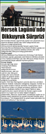 Hersek-Lagünü’nde-Dikkuyruk-Sürprizi