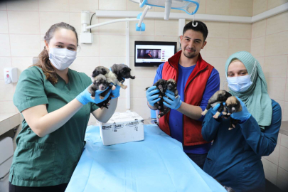 Annesiz kalan yavru köpeklere Yalova Belediyesi kucak açtı