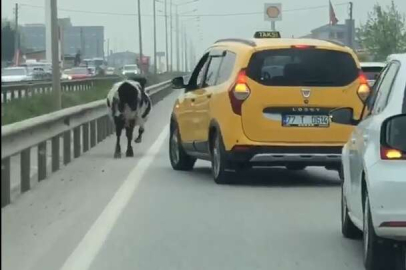 KARA YOLUNA ÇIKAN İNEK TRAFİĞİ AKSATTI