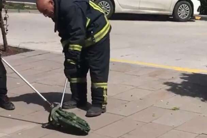 1 metrelik yılan paniğe sebep oldu