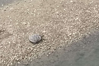 Dere Kenarındaki Kaplumbağa Tebessüm Ettirdi