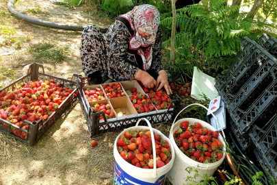 YALOVA'DA MEYVECİLİK FAALİYETLERİNİN GELİŞTİRİLMESİ PROJESİ DEVAM EDİYOR