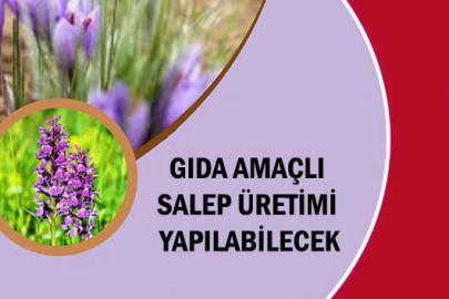 GIDA AMAÇLI SALEP ÜRETİMİNE İLİŞKİN GENELGE YÜRÜRLÜĞE GİRDİ
