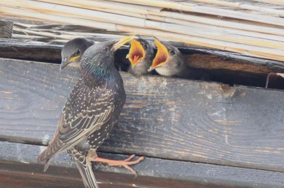 Hersek Lagünü’nde yavrularını besleyen sığırcık kuşu