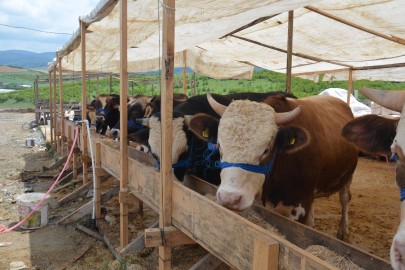 YALOVA KURBAN PAZARINDAKİ BESİCİLER SATIŞLARDAN MEMNUN