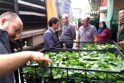 YALOVA İL TARIM VE ORMAN MÜDÜRLÜĞÜ'NDEN ÇİFTÇİLERE HIYAR FİDE TESLİMİ