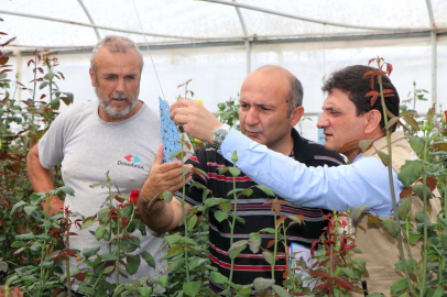Gül üreticileri biyoteknik mücadeleden memnun