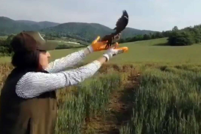 Yaralı kuş tedavi edilip doğaya salındı