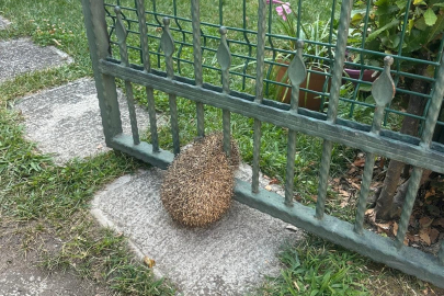 Çiftlikköy'de Bahçe kapısına sıkışan kirpi kurtarıldı