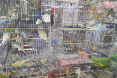 Ekonomik kriz yem ve mama fiyatlarını da etkiledi