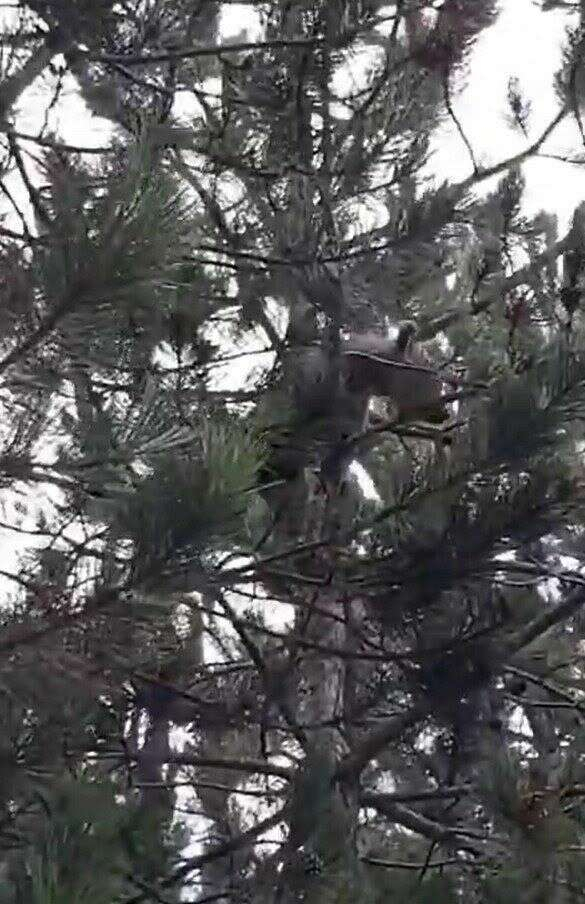 Armutlu ağaca tırmanan ayı