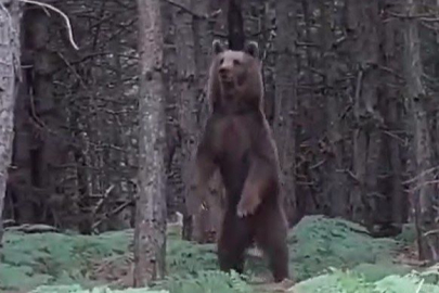 Yalova’da ağaca çıkan ayılar görenleri şaşkına çevirdi