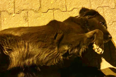 Yalova'da duyarlı vatandaşlar sokak hayvanlarını unutmadı