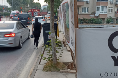 Yalova’da Kaldırımın Ortasındaki Ağaç Görenleri Hayrete Düşürüyor