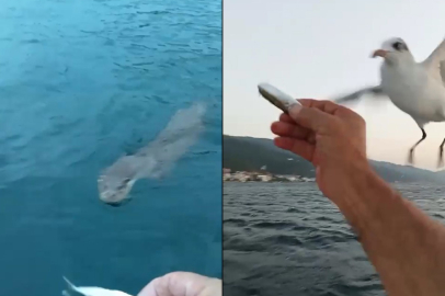 Yalova'da bir balıkçı denizde martıları elleriyle besledi