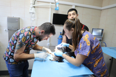 Yalova’da balıkçı kancasına takılan kirpi, Yalova Belediyesi’nde tedavi altında