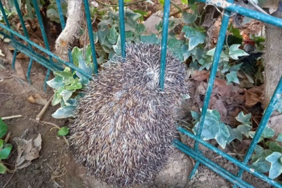 Yalova’da Çitlere Sıkışan Kirpiyi Yalova İtfaiyecileri kurtardı