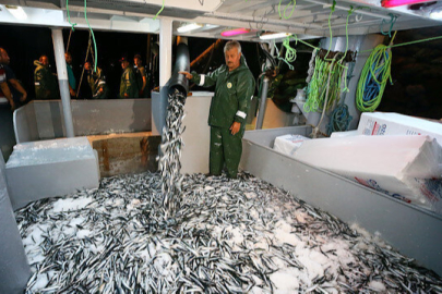 Hamsi fiyatlarında düşüş bekleniyor!