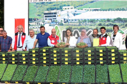 Yalova İl Tarım ve Orman Müdürlüğü çiftçilere  ücretsiz 490 bin adet fide dağıtıldı