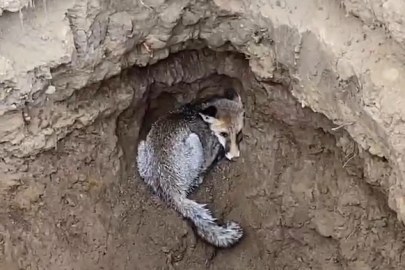 Yalova'da itfaiye ekipleri bir tilkiyi düştüğü çukurdan kurtardı