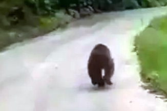 Yalova’da yavru ayı arabayı kovaladı