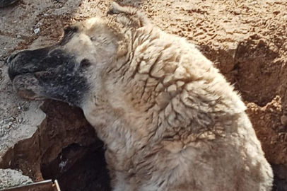 Toprak altında kalan köpek itfaiye tarafından kurtarıldı