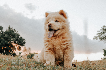 Yalovalı Mike'tan vefalı hareket