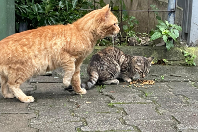 Yalova kış aylarında sokak hayvanlarını unutmadı