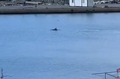 Yalova’da balıkçı barınağına giren yunus kamerada