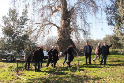 Yalova Tarım müdürlüğü, zeytincileri uyardı