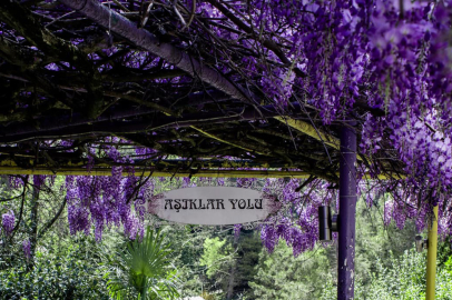 Aşıklar Yolu mor salkımlarla bezendi