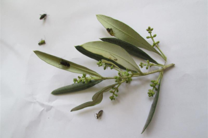 Yalova Tarım Müdürlüğü, zeytin üreticilerini uyardı