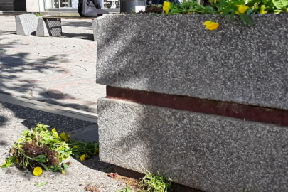 Yalova Gazipaşa Caddesi’nde çiçekler sökülüp yere atıldı!