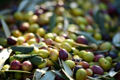 Yalova Tarım ve Orman Müdürlüğü, zeytincileri uyardı