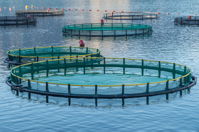 Su ürünleri üretimi rekor kırdı