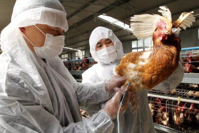 DSÖ açıkladı tarihte bir ilk: Kuş gribinden bir insan öldü