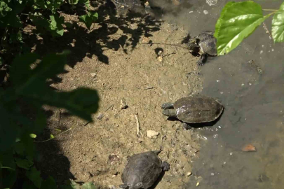 Kaplumbağalar Armutlu’da yeni yaşam alanına nakledildi