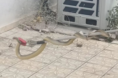 Sıcak havadan bunalan yılan eve girdi